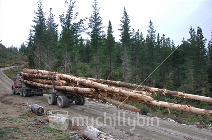 A truck carries a load of freshly sawn Pinus radiata logs from a milling site on the West Coast, on a private road.