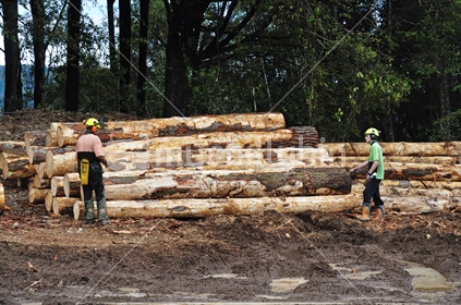 Forestry workers measure up logs at a milling site