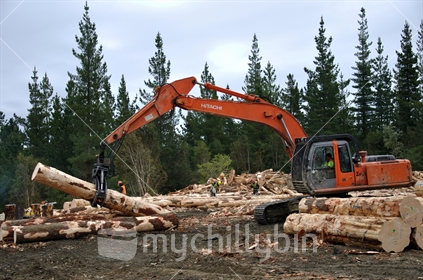 Workers cut logs to length, whilst a digger stacks freshly sawn Pinus radiata logs for grading at a milling site on the West Coast