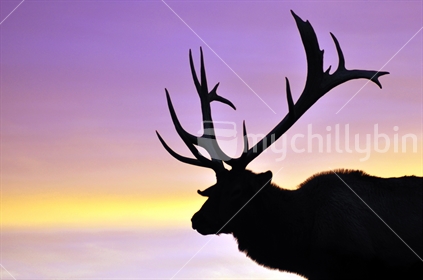Elk stag at sunset, West Coast, South Island, New Zealand