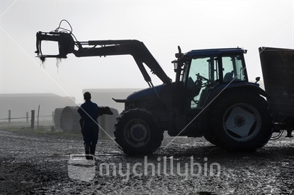 A young farmer carries a newborn dairy calf to safety on a foggy morning
