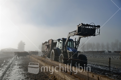 Farmer doles out silage at the feed pad after milking on a foggy morning in Westland