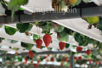 Strawberries ready to harvest in a commerical hydroponic hothouse