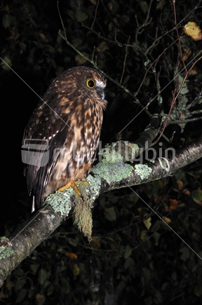 Native owl, the morepork, Ninox novaeseelandiae, West Coast, South Island