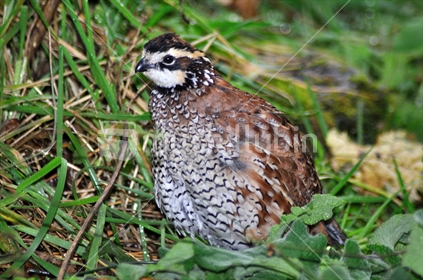 Shot in the South Island, Male Northern Bobwhite, Virginia Quail or Bobwhite Quail, Colinus virginianus, a ground-dwelling bird native to the United States, Mexico, and the Caribbean, and a favourite with gamebird shooters.