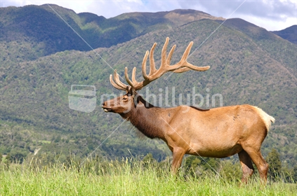 Stag in velvet, West Coast, South Island, New Zealand