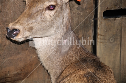 Red deer hind with lump on shaved part of neck as a reaction to tuberculosis test, Westland, New Zealand