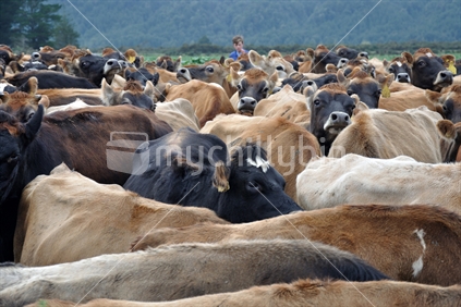 Musterer brings Jersey cows in from pasture to the milking shed, West Coast, New Zealand