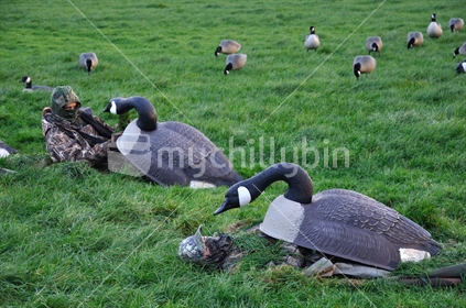 Hunters wait with decoys of Canada Geese,  Branta canadensis, at dusk on the West Coast of the South Island.