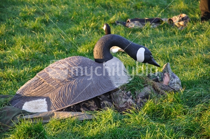 Hunter hides under a large plastic decoy of a Canada Goose, West Coast, South Island, New Zealand