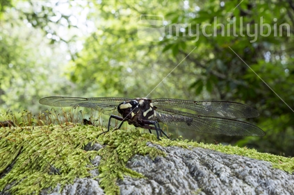 Giant dragon fly, or devil's darning needle, on mossy growth in forest