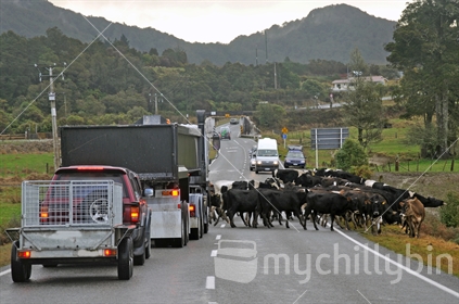 mob of heifers holding up traffic on highway near Stillwater, West Coast