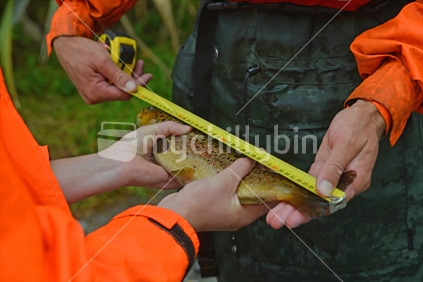 A woman from the New Zealand Department of Conservation measures a trout caught while checking for evidence of pest fish such as Rudd and Carp in Lake Haupiri, West Coast, South Island