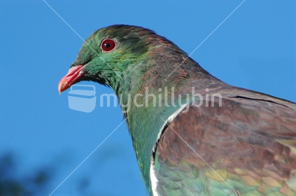 Portrait of alert New Zealand wood pigeon, Hemiphaga novaeseelandiae, Westland, South Island, New Zealand