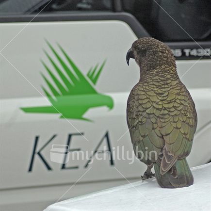 Kea, Nestor notabilis, sitting on vehicle next to Kea camper van, West Coast, South Island