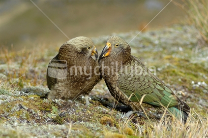 Two playful New Zealand alpine parrots, the Kea, Nestor notabilis