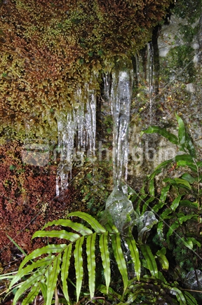 Ferns and moss frozen in ice during winter, West Coast, South Island, New Zealand