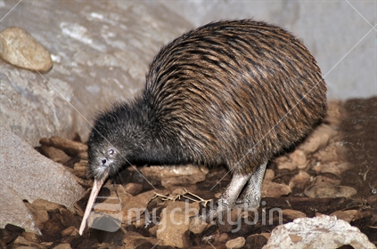 North Island brown kiwi, Apteryx australis, searching for food in New Zealand bush setting