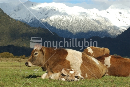 Mother Jersey cow with newborn calf, West Coast, New Zealand