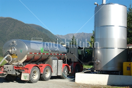 Westland Milk Products tanker picking up milk at a West Coast dairy farm, South Island