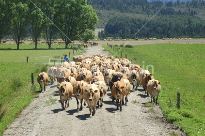 farmers bringing in Jersey herd for milking, West Coast, South Island