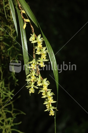 native Earina orchids, Earina mucronata, West Coast, South Island