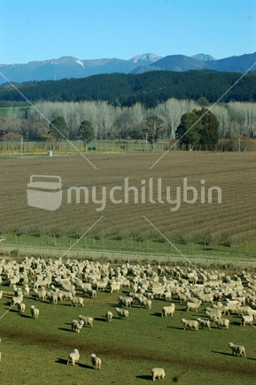 mob of sheep on a farm in Marlborough, South Island, New Zealand