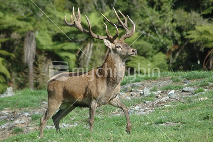 13 point red deer stag, West Coast, South Island, New Zealand