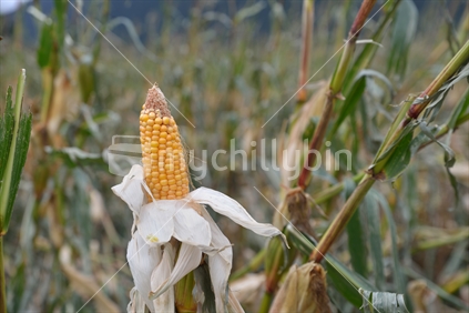 Farmers harvest a crop of maize for silage on a dairy farm in Westland, New Zealand