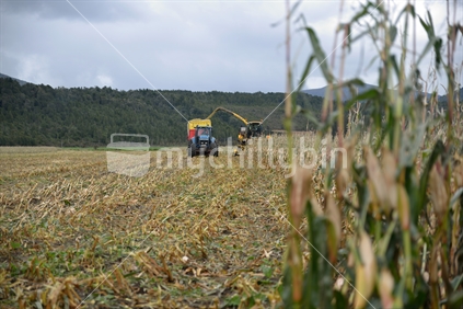 Farmers harvest a crop of maize for silage on a dairy farm in Westland