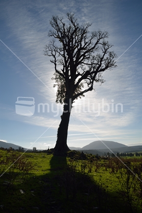 An old dead white pine tree stands silhouetted against the sun in Westland, New Zealand