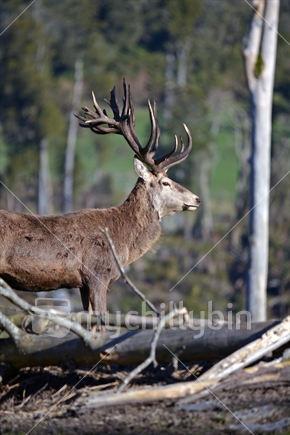 Red deer stag, West Coast, South Island