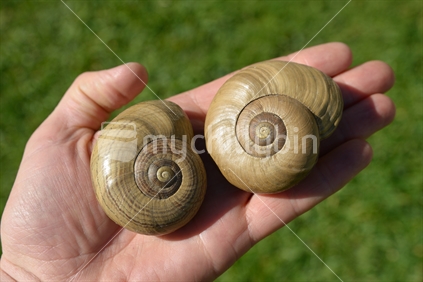 Native powelliphanta snails from Westland. These rare snails are carnivorous, eating worms in the native vegetation.
