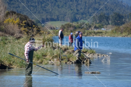 Whitebaiting teams line the river bank in Karamea