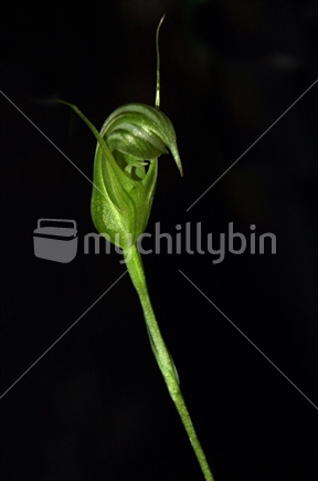 New Zealand native green hooded orchid - Taurantha collina - on black background