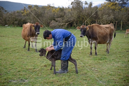 A dairy farmer labels a newborn calf