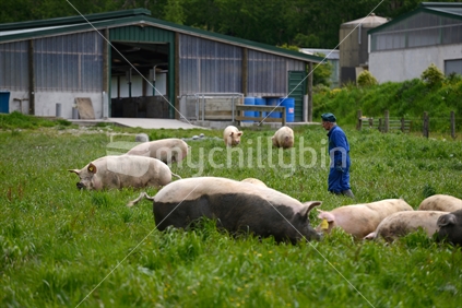 A pig farmer gives his sows some time outside in the pasture