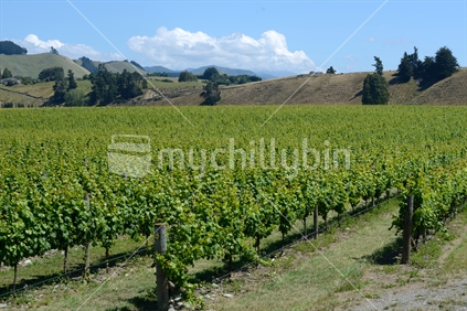 Lush summer growth on a vineyard