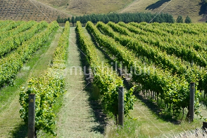 Lush summer growth on a vineyard