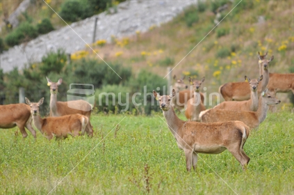 red deer hinds on pasture, West Coast, South Island, New Zealand