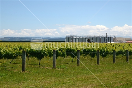 Lush summer growth on a vineyard near Nelson