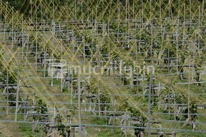 crops of kiwifruit or Chinese gooseberry, Actinidia deliciosa, growing in the South Island
