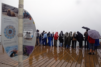 A busload of tourists brave the elements to see fur seals at the Cape Foulwind lookout in Westland 
