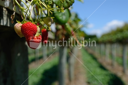 Succulent strawberries growing in raised rows, South Island,  New Zealand