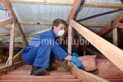 An apprentice builder installs fibreglass insulation in the roof of a new building