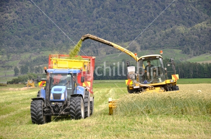 Farmers harvest a crop of triticale for silage on a West Coast dairy farm