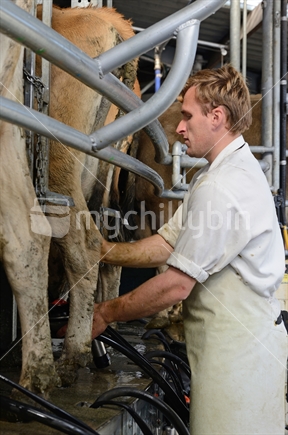 A dairy worker puts cups on a herd of jersey cows in a rotary cow shed