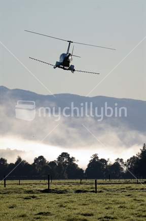 A helicopter sprays a farm with fertiliser on a frosty West Coast morning