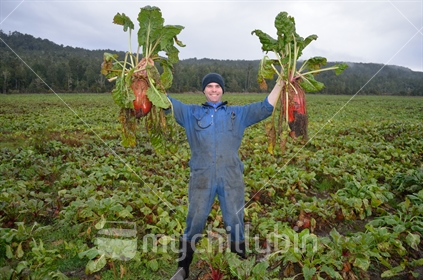 A delighted farmer holds up huge fodder beets grown as a winter crop for dairy cows on the West Coast. More than 20,000 hectares of fodder beet were grown in the South Island in 2015.