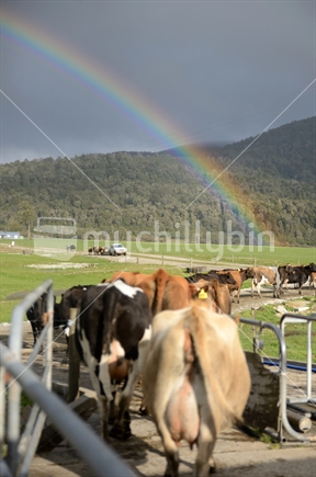 A rainbow meets cows leaving the dairy shed after milking, West Coast, New Zealand
